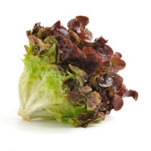 oak leaf lettuce_