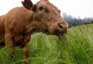 Grassfed cow